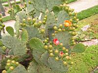 Opuntia Lindheimeri (fam Cactees) (Sud des USA) (02) (Photo F. Mrugala)